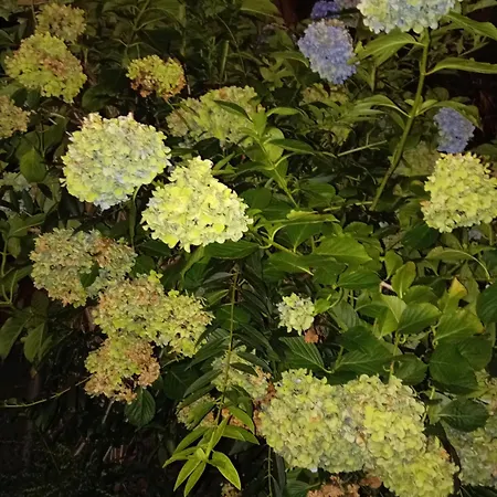 Carlotta House-lt * بيلانو